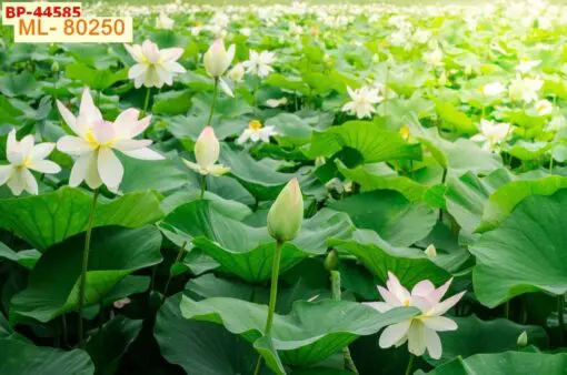 Tranh - ML80250